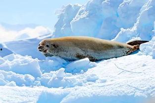 极地一年,一年四季的奇幻之旅